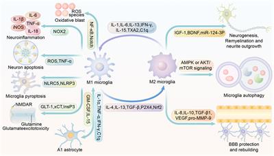 Microglia Polarization: A Novel Target of Exosome for Stroke Treatment